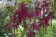 Na dnu ove stranice mozete pogledati sve moje oglase..Kupovinom od jednog prodavca stedite na postarini...

Amarant (lat. Amaranthus caudatus L.) je zeljasta, jednogodišnja biljka koja pripada porodici štireva ili lobodnjača (lat. Amaranthaceae) visine do 150-200cm.Stabljike jednostavne, uspravne i razgranate(potrebna potpora). Listovi su skupljeni u dugačke viseće cvasti, jednostavni, ovalni i zelene ili ljubičaste boje. Cvetovi su gusto smešteni u dugačke viseće cvasti i mali.

Amarant nema puno zahteva. Lako se gaji jer je vrlo otporna biljka na bolesti i štetočine i uspeva gotovo na svim vrstama zemljišta i pod svim klimatskim uslovima.Jedino što ne podnosi mraz,a najviše mu je potrebno sunce.,Lako se seje i samonikla je biljka

Primarno se upotrebljava seme koje je bogato kalciumom i proteinima. Melje se u brašno kao i druge žitarice ili se kuva(Amarant ne sadrži gluten i lekovita je) Listovi (mladi)su jestivi, bogati gvožđem i najčešće se koriste za salatu ( ARMARAT ima visoke hranljive vrednosti)

Amarant se seje po oblačnom vremenu u vlažnu zemlju.Pre sejanja zemlju je potrebno usitniti, sipati organsko đubrivo i malo navlažiti. Seje se u vreme kada temperatura dostigne 15 stepeni, što je krajem aprila – početkom maja. Biljke se sade na razmak od 25 cm između biljaka i 75 cm između redova na dubini 1 cm.(setva u zatvorenoma kraj marta,presadjivanje 15.05-30.05(klija 5-10 dana).

spreman za žetvu otprilike 3 meseca nakon sadnje


Prodaje se 200+ semena