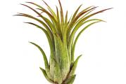 Tillandsia ionantha – vazdušna sobna biljka za svaki prostor
Tillandsia ionantha predstavlja jednu od najpopularnijih vazdušnih biljaka. Vazdušnim biljkama nazivaju se one biljke kojima nije potreban supstrat da bi rasle i razvijale se. Vazdušne biljke prihranjuju se iz vazduha putem dlačica na listovima.

Epifitne biljke – biljke koje se hrane iz vazduha
Tillandsia ionantha spada u epifitne biljke. To znači da se hrani i živi tako što upija vodu i hranljive materije kroz listove, za razliku od biljaka koji se hrane putem korenovog sistema.

Biljke nativne u srednjoj i južnoj Americi
Biljke iz roda Tillandsia rastu od prirode u srednjoj i južnoj Americi. Malim zakržljalim korenovim sistemom prihvataju se za grane drveta i tako rastu. Najbolje mesto za uzgajanje vazdušnih biljaka je parče grane starog drveta, ili drvena podloga. Ukoliko koristite drvo za uzgajanje vazdušnih biljaka obavezno koristite netretirano i nelakirano drvo.

Zalivanje vazdušnih biljaka
Tillandisa ionantha orošava se jednom u nedelju dana. Ukoliko želite biljke možete i potapati u posude sa vodom jednom u dve nedelje na dva do tri
sata.
Pročitajte više na www.dendrolog.rs