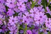 Pokrivači tla (Phlox subulata), dugogodišnja cvetnica, obilno cveta od aprila do juna sitnim cvetovima koji u potpunosti prekriju lišće. Nakon cvetanja ostaju zimzelene biljke tokom cele godine. Cena 800 din/ sadnici koje vadim direktno iz svoje bašte, garantovano jak, razgranat koren. Mogućnost ličnog preuzimanja u Obrenovcu ili slanje kurirskim službama, troškove slanja snosi kupac. Minimalna vrednost porudžbine 1000 din.