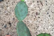 Moguće da je njen ID: Opuntia Humifusa. Kao i većina kaktusa, i ova vrsta zahteva prozračan i lagan supstat koji neće zadržavati predugo vodu. Supstrat treba da sadrži više mineralnog dela nego organskog. Obavezne su rupe na dnu posude- saksije u koju sadite kaktuse, kao i da pazite na veličinu saksije (nikako prevelika saksija u odnosu na biljku, trebalo bi da bude malo veća od biljke).

Zalivati regularno tokom leta, a s jeseni prrediti zalivanje i polovinom oktobra skroz obustaviti. Suvog supstrata, kaktusi se unose u prohladnu - negrejanu prostoriju (zimovalište) temperature od 5- 10 stepeni celzijusa i ne zalivaju do maja (tačan period zavisi od vremenskih uslova), kada se postepeno kreće sa prvo zalivanjem vodenom parom da se pokrene buđenje kaktusa, a tek nakon nekoliko dana i pravo prvo zalivanje

Sukulente i kaktuse šaljemo bez saksija.