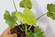 Filadendron sa krupnim listovima, lepo raste i nije zahtevan po pitanju supstrata, mada bi bilo poželjno da sadite u prozračan supstrat