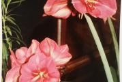 Amarilis je višegodišnja biljka lukovičastog oblika Odlikuju ga veoma lep cvet raznih boja oblika i veličina. Amarilisi se razmnožavaju semenom, deljenjem, sečenjem ili jednostavnim odvajanjem novoizniklim lukovicama koje počinju cvetati nakon 3-4 godine. Amarilisima najčešće pogoduje manja saksija koja je približna veličini lukovice, a može se saditi i na otvorenom. Ne voli preterano zalivanje, ali je prihranjivanje tečnim đubrivom poželjno pogotovo posle cvetanja.

Amarilisi se neposredno posle cvetanja ili preko zime vade iz zemlje i zajedno sa lišćem se ostavljaju na mračno hladnije mesto do +5 stepeni, gde se čeka da otpadne lišće i staro korenje, kada se odseca ostalo suvo lišće, korenje i odvajaju mlade lukovice. Tako formirana lukovica se drži na mračnom mestu sve do početka februara, kada se iznosi na toplije mračno mesto gde će početi da pusta prvo pupoljak pa lišće. Kada izraste pupoljak i počne se pojavljivati cvetna drška, amarilis se sadi i ostavlja na najsvetlije mesto u kući na temperaturu do 20 stepeni gde je potrebna najveća briga. Ne sme se prihranjivati niti zalivati da cvetna drška ne bi mnogo izrasla i slomila se.

Lukovice su pustile izdanke listova i njihova trenutna dužina (18.4.2023.) iznosi između 30 i 40 cm.

Ostale jos 2 kom.

Kada izraste cvet, boja je jarko ružičasta, kao sa slike.

Prodaju se bez saksije.

Prodaje se, kao i sve cvece u mojim oglasima, zbog odlaska u inostranstvo.