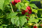 Na prodaju maline sorte himbo-top. Sadnice su odlicno oziljene, sadnice vadim po porudzbini, tako da ih dobijate u svezem stanju.