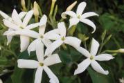  Jasmini pripadaju porodici maslina (Oleaceae).

Veličina: to su penjačice, obično se uvijaju oko žičanog obruča visokog oko 38 cm ili se penju uz trsku visoku do 1 metar.

Rast: brzo pušta duge izdanke.

Doba cvetanja: prelepi beli cvetovi pojavljuju se od januara do marta.

Miris: cvetovi imaju sladunjav snažan miris karakterističan za sve jasmine.

Svetlo: najbolje raste u stakleniku, znači - što više svetla.

Temperatura: ne prija im zimi velika toplota jer se listovi isuše a cvetovi se ne otvaraju. Držite ih pri 15-18°C.
Leti iznesite napolje.

Voda: zimi i dok cveta, zalivajte jednom u četiri ili pet dana. Leti, dok raste, svaki drugi dan.

Prihranjivanje: dok raste dodajte vodi tečno hranjivo svakih 14 dana.

Vlažnost vazduha: prskajte vodom posebno dok je u kući. Ne prskajte cvetove jer će se na njima pojaviti mrlje.

Vazduh: ne odgovara im centralno grejanje i zagrejan isušen vazduh. Leti im je potrebno mnogo svežeg vazduha.

Presađivanje: u proleće nakon cvetanja.

Orezivanje: dobro ih je orezati nakon cvetanja i prilikom presađivanja. Skratite glavne izdanke za 15 - 30 cm, u zavisnosti od njihove veličine.
