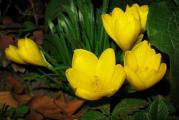 Sternbergia lutea, kod nas poznat kao Jesenji krokus poreklom je sa Mediterana i centralne Azije.

Biljka naraste do visine 10-15 cm, koja cveta u jesen (od septembra do novembra) sjajno žutim cvetovima koji podsećaju na cvet krokusa, jedino je cvetna drška duža nego kod krokusa. Ima sjajne tamnozelene listove širine oko 1 cm i veoma dugi, pojavljuju kad biljka počne da cveta i ostaju sveži i zeleni tokom cele zime.
Podnosi temperaturu i do -18°C, lukovice se ne vade iz zemlje, prezimljava u bašti, odgovara im dobro drenirano zemljište i sunčani položaj.

