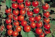 Patuljasti paradajz , može da se gaji u žardinjerama i saksijama. Raste žbunasto do 20-25cm, obilno rađa tokom leta. Plodovi su okrugli, veličine 1,5-3cm.

 