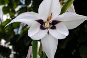  Acidanthera bicolor, poznata po imenima mirisna gladiola ili etiopska gladiola je biljka srodna gladioli, ali kasnije cveta i njeni cvetovi imaju prijatan miris. Gaji se kao baštenska biljka u grupama ili se koristi za oivičavanje leja u vrtu. U momentu otvaranja prvih pupoljaka uzima se kao rezano cveće.

U vrtu obično poraste u visinu od 80 do 120 cm, a kada se gaji kao sobna biljka oko 50 cm.

5 lukovica u pakovanju.

Listovi su kao i kod gladiola, lancetasti, svetlozelene boje, dugi 40 do 50 cm. Krajem leta i početkom jeseni mirisna gladiola cveta. Na jednoj dršci se razvija 3 do 8 cvetova, koji traju samo nekoliko dana, ali se smenjuju na njenom vrhu. Cvetovi su bele boje ili krem-bele boje sa crno-crvenim centralnim delom.

Ne može da prezimi napolju, u jesen lukovice se vade i čuvaju do proleća. 