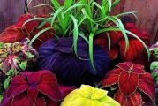  Koprivica je jednogodišnja biljka. Listovi su srcoliki, dekorativni, raznih boja. Traži obilno zalivanje i prihranjivanje.

100 semena u pakovanju, mix boja.
