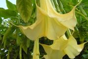 Brugmansia je neobična cvetnica poreklom iz Kolumbije, Čilea i sa Anda, koju su Indijanci smatrali božjom biljkom. Ono što ovu drvenastu, višegodišnju biljku čini atraktivnom su njeni trubasti mirišljavi cvetovi koji mogu da izrastu i do 20 centimetara.

Cvetovi se pojavljuju u pozno proleće i tokom letan i uveče opojno mirišu.
U saksiji obično poraste do dva metra.

Brugmansija se relativno lako neguje, a najbolje mesto za gajenje su balkon ili terasa. Voli svetlo mesto, zaštićeno od podnevnog sunca i vetra. Zemlja treba da bude bogata hranljivim sastojcima. Prihranjuje se svake treće nedelje .
Tokom leta biljku treba obilno zalivati. Ukoliko je temperatura iznad 18 stepeni biljku obavezno redovno orošavajte.

U zimskim mesecima biljku smestite u osvetljenu hladniju prostoriju u kojoj je temperatura od 5 do 10 stepeni i zemlju održavajte umereno vlažnom.
