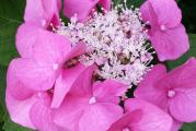 Hydrangea macrophylla Lacecap, French hydrangea.

Naziv biljke (Hydrangea) potiče od grčke reči hydro što znači voden, dakle iz samog naziva se može zaključiti da se radi o biljci koja ima vrlo visoke zahteve u pogledu vode. Osim vode, hortenzija zahteva i bogato zemljište . Takođe joj odgovaraju senovita mesta, zaštićena od direktnog sunca ili polusenka.

Osim u vrtu, može se uzgajati kao saksijska biljka na balkonu i drugim otvorenim površinama. Koristi se vrlo često kao rezano cveće, za cvetne bukete.

Bila je cvet naših baka pa nas vraća u detinjstvo i budi uspomene. Kažu da je simbolika ovog ukrasnog žbuna pomirenje ljubavnika ili bračnih parova, a da buket hortenzija označava mir u kući. Takođe označava i srdačnost , a veruje se i da smiruje um. 