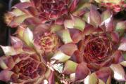 Čuvarkuća (lat. Sempervivum tectorum) je višegodišnja biljka iz istoimenog roda (Sempervivum). Visoka je od 10 do 30 cm, listovi su rozetasti, crepasti i pri vrhu crveni. Na vrhu stabljike su zvezdasti cvetovi crvene boje, kod nekih podvrsta i crveno-ljubičaste ili žute.

Čuvarkuća raste na stenama, zidovima, krovovima i lako se održava. Postoji verovanje da čuva od groma, bolesti i veštica.

Čuvarkuća sadrži tanin, sluz, smolu, kalcijum malat, masno ulje, mravlju i jabučku kiselinu.

Narodna imena čuvarkuće su još i pazikuća, vazdaživa, divlje smilje, žednjak.
Cena za sadnicu u saksiji fi9cm. 