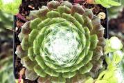 Čuvarkuća (lat. Sempervivum tectorum) je višegodišnja biljka iz istoimenog roda (Sempervivum). Visoka je od 10 do 30 cm, listovi su rozetasti, crepasti i pri vrhu crveni. Na vrhu stabljike su zvezdasti cvetovi crvene boje, kod nekih podvrsta i crveno-ljubičaste ili žute.

Čuvarkuća raste na stenama, zidovima, krovovima i lako se održava. Postoji verovanje da čuva od groma, bolesti i veštica.

Čuvarkuća sadrži tanin, sluz, smolu, kalcijum malat, masno ulje, mravlju i jabučku kiselinu.

Narodna imena čuvarkuće su još i pazikuća, vazdaživa, divlje smilje, žednjak.
Cena za sadnicu u saksiji fi9cm. 