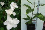 Zimzelena magnolija sa krupnim mirisnim cvetovima krem bele boje. Sadnica je aklimatizovana na nase zime (provela je jednu zimu napolju). Moze da se sadi u bilo koje doba godine, osim zimskog perioda, kada je zemlja smrznuta. Uz sadnicu dobijate detaljno uputstvo za gajenje i presadjivanje. Dobijate sadnicu u saksiji kao na desnoj slici.