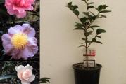 Hibridne kamelije otporne na mrazeve do -20C. Latinski nazivi: Camellia winters charm, Camellia Japonica.. Boja cveta je crvena. Uz sadnicu dobijate i uputstvo za gajenje.