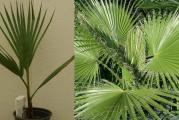Palma sa lepezastim listovima koja raste vrlo brzo. Na desnoj slici je odrasla palma (kucna ili bastenska varijanta). Na levoj slici je ono sto dobijate