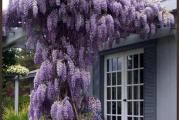 Wisteria sinensis je sigurno najizrazitija penjačica i daleko najzanimljivija kada cveta. Sa velikim visećim grozdovima mirisnih cvetova ljubičice-lavande u kasno proleće do ranog leta, nastaju iz golih stabljika; lišće se pojavljuje kada se cveće završi.

Ova izdržljiva penjačica izdržava temperaturu do -20°C i svake godine pruža zapanjujuće prikaze. Biljke cvetaju u proleće, od aprila do maja i donose plodove od maja do avgusta. Ogromna semena su jedno ili tri u zrnu, braon, sjajna, prečnika oko 1 do 1,5 cm.
Klijanje iz semena je veoma lako, ali kao i većina glicinija, sporo se uspostavlja i može potrajati nekoliko godina da počne da cveta, ali jednom kada se to dogodi, nagrade su ogromne.

Setva: Sejati u proleće ili jesen na 13 do 18°C
Potopite seme 24 sata u toplu vodu. Napunite male saksije ili tacne kvalitetnim kompostom za sadnice, ostavite saksije u vodi i ostavite da se ocede. Posejte seme na dubinu od 2 cm, prekrijte zemljom i poprskajte vrh vodom.
Stavite saksije u plastičnu kesu ili ih pokrijte plastičnim poklopcem i stavite u hladan okvir, staklenik ili čak samo prozorsku dasku. Držite zemlju zamagljenim, ali ne preterano zasićenom. Klijanje se javlja u roku od 30 do 60 dana (obično 3 do 4 nedelje). Izvadite saksiju iz kese i uverite se da ima dovoljno sunčeve svetlosti i da ne dozvoli da se osuši.
Nakon što sadnice dobiju skup pravih listova, nežno ih izbodite iz saksije i stavite u saksiju odvojeno. Stavite saksije na otvorenom na mesto koje je zaštićeno od direktne sunčeve svetlosti i ekstremnih vremenskih uslova, vetra. Mogu se saditi direktno na željeno mesto sve dok imate najmanje 45 dana pre prvog mraza.