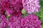Apsolutno zapanjujuće zasađeno u nanosima i lako za uzgoj, stvarajući stabilno obilje maramice poput duplih cvetova u nijansama ružičaste ruže i crvene boje. Dobro raste u hladnim klimatskim uslovima i koristi se za naglašavanje prirodnog okruženja i neformalnih cvetnih bašta i pejzažnih leja. Ovi makovi uspevaju zbog izvesne količine zanemarivanja. 18-30 inča visok.

Setva: Direktna setva u proleće ili u jesen.
Sejte na otvorenom od proleća do ranog leta ili u jesen za cvetanje sledeće sezone. postepene setve kroz proleće produžiće sezonu cvetanja. Seme je najbolje posejati direktno tamo gde treba da cveta u kratkim bušilicama dubokim 12 mm (½ in) na oko 20°C (68°F). Lagano prekrijte zemljom, ako sejete više od jedne godišnje u istu leju, označite površine za sejanje prstenom svetle boje peska i označite
Seme klija za manje od dve nedelje. Sadnice će se pojaviti u redovima otprilike 6 do 8 nedelja nakon sadnje i lako se mogu razlikovati od obližnjih sadnica korova. Razredite sadnice tako da se konačno razdvoje od 4 do 6 do početka leta.
Alternativno, ostavite ih da rastu kao male grudvice, od 4 do 6 biljaka na svakih 30 cm (12 in) ili tako. Kompost treba održavati blago vlažnim, ali ne uvek vlažnim.

Gajenje:
Pre sadnje preferira dobro drenirano zemljište obogaćeno stajnjakom ili kompostom. Hranjenje je retko potrebno, ali dobro zalijte ako postoje duži periodi suše.
Uklonite osušeno cveće da biste podstakli plodno cvetanje. Na kraju sezone, ako je potrebno, ostavite nekoliko biljaka da odumru i sami zasejete. Drugi se mogu izvući i kompostirati

Za rezano cveće:
Isecite kada su cvetovi u pupoljku, držite osnovu stabljike nekoliko sekundi u plamenu ili kipućoj vodi, i cvetovi će izdržati nekoliko dana u vodi.