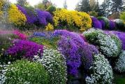 Zahtevaju vodopropustljiva tla i sunčana topla mesta.
Zasade treba obilno zalivati.

Kesica sadrži: 
Dianthus deltoides 16,66%
Viola odorata 16,66%
Aubretia 16,67%
Bellis perennis 16,67%
Dianthus plumarius 16,67%
Thymus vulgaris 16,67%