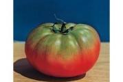 Organska sorta.
Sejanje i održavanje kao i svaki drugi paradajz.
Seje se marta-aprila u tople leje, a kasnije se rasadi na otvorenom. 
Ova sorta je izuzetno visoka i bujna, pa je potrebna jaka podrska zbog težine same biljke.
Plod može da dostigne težinu i do 800gr. 

