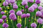 Allium schoenoprasum je vlasac koji se najviše koristi u kulinarske svrhe i vlasac koji ima prelepe ružičaste cvetove. Imaju ukusan, blag ukus luka, linearni listovi se režu i koriste prvenstveno sveže, mešaju u nekuvanu hranu, kao što su meki sirevi ili salate; ili dodati kuvanoj hrani tokom poslednjih nekoliko minuta kuvanja, ili kao ukras. Atraktivni cvetovi, ljubičaste boje u zaobljenim glavicama, jestivi su i predstavljaju veoma lep ukras.

Vlasac se lako uzgaja iz semena; uskoro će proizvesti jake grudve koje narastu do 30 cm u visinu. Redovno berba vrhova listova pomaže da se stimuliše novi rast mladih, koji imaju najbolji ukus.
To su višegodišnje lukovice koje se šire i formiraju uredne čupave grudve, idealne za ivice kreveta i staza. Posebno su atraktivni kada cvetaju i omiljeni su pčelama i drugim insektima oprašivačima.

pozicija:
Idealno zemljište je dobro iskopano uz dodatak dobro trulog komposta ili organskog materijala. Radite u šaci ili dve koštane brašne po kvadratnom metru (dvorištu). Vlasac nije pohlepan, pa ga nije potrebno hraniti tokom cele godine ako je zemljište pripremljeno na opisani način. Podjednako im odgovara puno sunce ili polusenka, a iako su prilično tolerantni na sušu, nemojte ih saditi na veoma suvim mestima.
Vlasac je idealno bilje za sadnju u kontejneru, koji može biti u vašoj bašti ili na prozorskoj dasci. Vlasac držite podalje od sunca ako je u loncu napolju i dobro zalijte.

Setva: Sejte u zatvorenom prostoru u bilo koje vreme, a direktno na otvorenom od maja
Posejte seme u zatvorenom prostoru koristeći normalan kompost za saksije u martu (ili direktno napolju od maja kada se zemlja zagreje). Idealna temperatura klijanja je 19°C. Uverite se da kompost ostane vlažan. Sadnice će se pojaviti nedelju dana do deset dana kasnije. Prenesite ih napolje mesec dana nakon setve, razmak od 10 cm između svake biljke.