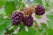 Boysenberry je jagodasto voće slično malini i kupini. Plod je okrugao, sličan kupini, krupan (oko 8 g), po boji nešto svetliji od kupine, tamne crvenkasto-crne boje.
Boysenberry je od maline dobio slast i cvetnu aromu, dok je prizvuk vina i oporosti dobio od kupine i loganberryja. Plod je prijatnog i osvežavajuceg ukusa i zavidne veličine u odnosu na malinu i kupinu. Plodovi boysenberryja su pogodni za konzerviranje i preradu u pekmez.
Grmovi boysenberrya su prilično izdržljivi na nepovoljne uslove, pa su na bolesti i sušu otporniji od kupine.