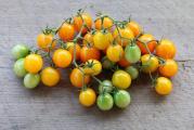 Fantastičan zlatno žuti čeri paradajz koji daje velike prinose od 1″ slatkih i ukusnih ranih plodova. Biljke su kompaktne na 24-30 inča.

Setva:
Posadite oko 3 mm duboko, u male saksije koristeći kompost za početak semena. Lagano zalivajte i održavajte stalno vlažnim dok ne dođe do klijanja. Seme paradajza obično klija u roku od 5 do 10 dana kada se drži na optimalnoj temperaturi od 21 do 27°C. Čim se pojave, postavite ih na mesto koje prima mnogo svetlosti i nižu temperaturu (60 do 70°F); prozor okrenut prema jugu bi trebao raditi.

presađivanje:
Kada biljke razviju svoje prve prave listove i pre nego što se vežu za koren, treba ih presaditi u veće saksije od 20 cm.
Mlade biljke su veoma nežne i podložne oštećenjima od mraza, kao i opekotinama od sunca. Svoje mlade biljke štitim tako što postavljam veliki plastični bokal za mleko, sa uklonjenim dnom, da formiram minijaturni staklenik.
U zavisnosti od komponenti vašeg komposta, možda ćete morati da počnete sa đubrenjem. Ako vršite đubrenje, uradite to veoma, veoma štedljivo sa slabim razblaženjem. Presadite na svoje konačne položaje kada budu visoki oko 15 cm. Dve do tri nedelje pre toga, biljke treba očvrsnuti.