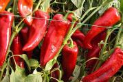 Amfora je slatka paprika, veoma krupni i mesnati plodovi. Boja ploda ide od zelene do tamnocrvene. Dostiže težinu od 150-200 gr. Veoma je otporan na bolesti i daje stabilan prinos od 40/60 tona po hektaru.

Setva: Sejati u zatvorenom prostoru od sredine februara do aprila
Slatkim paprikama je potrebna duga sezona rasta. Mogu se sejati od februara do aprila, ali je najbolje posejati pre kraja marta. Cvetaju na sunčanom, zaštićenom mestu na južnom zidu, u plodnom, dobro dreniranom zemljištu ili gaje u stakleniku, u saksijama ili u zemlji.
Napunite male ćelije ili posude dobrim sterilnim kompostom za seme i posejte seme na površinu. 'Samo pokrijte' finim prskanjem prosijanog komposta ili vermikulita. Održavajte kompost vlažnim - ne dozvolite da se vrh komposta osuši (čest uzrok neuspešnog klijanja) Ako želite, poprskajte površinu razblaženim fungicidom na bazi bakra.
Pokrijte saksiju ili poslužavnik plastikom ili stavite u zagrejani propagator, prozor okrenut prema jugu ili topli staklenik. Idealna temperatura je oko 22°C (72°F). Mogu sporo klijati od 21 do 28 dana. Uklonite poklopac čim se pojave sadnice.

presađivanje:
Kada sadnice daju svoj prvi par pravih listova i budu visoke oko 5 cm (2 inča), mogu se presaditi u pojedinačne saksije od 9 cm (4 inča). Koristite kvalitetan kompost za saksije i umešajte neko organsko đubrivo sa sporim oslobađanjem. Ponovo stavite sadnice u saksije od 2 litra pre nego što se vežu za koren.
Redovno zalivajte sadnice, ali ne dozvolite da budu preplavljene jer to podstiče truljenje. Ne dozvolite da se osuše jer se u ovoj fazi retko oporavljaju. Zalijevajte tlo, a ne lišće. Kada se biljke učvrste, bolje je zalivati obilno i retko, dozvoliti da se vrh ili kompost osuši između zalivanja.
Sadnice treba gajiti na dobrom osvetljenju, ali ne izlagati direktnom suncu od kasnog proleća do rane jeseni. Malo je verovatno da će im slabija sunčeva svetlost od jeseni do proleća naneti štetu. 