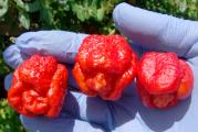 1.200.000 SHU

Biljke Trinidad Moruga Scorpion imaju grmoliki oblik rasta i ostaju relativno male, sa visinom od 70 do 90 cm. Potrebni su im prilično topli uslovi da bi krenuli, 28 do 32°C bi bilo idealno, stoga se preporučuje korišćenje staklenika i grejne prostirke. Biljkama je potrebna sveža, dobro đubrena, propusna zemlja i ne tolerišu zalivanje vode. Treba ih posaditi na sunčano, zaštićeno mesto sa najmanje 6 sati sunčeve svetlosti - najbolje više. Kako biljke imaju posebno dug period sazrevanja, preporučuje se da ih uzgajaju u saksiji, kako biste biljku lako uneli unutra kada temperatura tokom dana padne ispod 12°C, omogućavajući sazrevanje svih plodova. Da biste biljku zadržali preko zime, nakon berbe je odrežite za 20 cm i stavite na svetlo mesto sa temperaturom od najmanje 15°C.

Setva: Sejati od početka decembra do januara pod staklom, ili za glavne useve od marta do aprila.
Dok rukujete semenkama, možda ćete želeti da nosite rukavice kako biste zaštitili kožu od velike količine kapsaicina.
Napunite male ćelije ili posude dobrim sterilnim kompostom za seme, posejte seme na površinu i lagano pritisnite u kompost. Pokrijte samo finim prskanjem (3 mm) zemlje ili vermikulita. Održavajte kompost vlažnim – ne dozvolite da se vrh komposta osuši (čest uzrok neuspeha klijanja) Ako želite, poprskajte površinu razblaženim fungicidom na bazi bakra.
Ovoj sorti je potrebna prilično visoka temperatura tokom procesa klijanja, idealna je oko 28°C. Pokrijte lonac ili poslužavnik plastičnom folijom ili stavite u zagrejani propagator, prozor okrenut prema jugu ili topli staklenik.

Presađivanje:
Kada sadnice daju svoj prvi par pravih listova, mogu se saditi u pojedinačne saksije od 7-10 cm (3-4 in). Koristite kvalitetan kompost za saksije i umešajte neko organsko đubrivo sa sporim oslobađanjem. Stavite čili ponovo pre nego što postane vezan za koren.