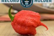 Carolina Reaper je od avgusta 2013. zvanično najljuća čili paprika na svetu. 
Nastala je ukrštanjem crvene Bhut jolokije i crvenog Habanera. 
Ljutina se u proseku kreće oko 1500000 SHU a maksimalno dostiže do 2200000 skovilovih jedinica. 
Veoma je rodna i otporna na bolesti. 
Vreme sejanja: Preko cele godine. 
Dubina sejanja: 0,5 cm. 
Sejanje temperatura: Min. 30°C 
Sejanje lokacija: svetlo i držati stalno vlažno ali niposto mokro. 
Vreme klijanja: minimum 8 dana. 
Dana do zrenja: 90-100 dana. 