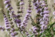 Nana je jedna od najčešće korišćenih i najpoznatijih biljaka. Lako se uzgaja i ima široku lepezu kulinarskih i medicinskih upotreba. Mentha spicata, ranije poznata kao mentha viridis je najbolji soj uzgojen iz semena.

Ukus mente dobro ide uz mnoge slane sastojke, posebno povrće. Jedemo mentu sa jagnjetinom, koja se obično pravi u sosu od mente, jer pomaže u varenju masne prirode mesa. Njegove digestivne osobine su slične pepermintu, ali ne tako jake. Sa slatke strane, ukus se posebno slaže sa čokoladom.
Infuzija nane je „nacionalno piće“ u Maroku i Tunisu. Koristite mentu u kombinaciji sa rumom, gaziranom vodom, limetom i šećerom da napravite popularno alkoholno piće Mojito.

Nana je izuzetno mirisna i ukrasna biljka, pored mnogih drugih upotreba, takođe je izuzetno privlačna leptirima i pčelama i čini divan dodatak svakom vrtu divljih životinja.

Setva: Sejati od februara do jula.
Posejte seme na površinu lagano učvršćenog, vlažnog komposta za seme u saksijama ili tacnama.
Ne pokrivajte seme jer mu je potrebna svetlost da proklija, samo lagano pritisnite seme u kompost i vodu odozdo. Čuvajte vlažnim i razmnožavajte na 18 do 20°C (65 do 68°F). Budite strpljivi, seme može biti prilično sporo da klija i može biti nestalno, nastavljajući se tokom nekoliko nedelja.
Kada su dovoljno velike za rukovanje, presadite sadnice u pojedinačne saksije od 15 cm (6 inča). Postepeno se aklimatizujte na spoljašnje uslove 10 do 15 dana pre sadnje nakon svih rizika od mraza. Za najbolje rezultate obezbedite bilo koje obično, dobro drenirano zemljište. Da biste stvorili snažan i žbunast rast biljaka mente, najbolje je priklještiti vrhove mladih biljaka.

Gajenje:
Nana, kao i sve biljke nane, može izmaći kontroli kada se posadi da slobodno raste u bašti. Vodite računa da ga zadržite. Uzgajajte biljke u posudama bez dna ili potopljenim u zemlju ili iznad zemlje. 