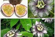 Passiflora edulis 'Purple Giant' je pasiflora koja daje veoma mirisno, neobično cveće. Cvetovi su beli, osim osnove krunice koja je ljubičasta; filamenti su kovrdžavi, dugi kao latice; 5 do 7 cm (2 do 3 in) u prečniku. Cvetanje se javlja od aprila do novembra, ali se povremeno može nastaviti tokom cele godine ako su uslovi odgovarajući. Cvetovi će se samooprašiti, a prate ih zeleni plodovi, dužine 6 cm (½ in), koji postaju ljubičasti kada sazre.
Plodovi obično sazrevaju od cvetanja za 80 dana. Jestivi plodovi imaju prijatan ukus, nekako slatkast i malo kiselkast. Zimzeleni listovi, duboko trostruki, sjajni i tamnozeleni odozgo, bledi i dosadni odozdo.
Vrste marakuje koje se uzgajaju i koje daju jestivo voće u našim klimatskim uslovima su veoma krhke. Kada se uzgajaju napolju, moraju biti dobro zaštićene. Pasijonka će se bolje snaći u stakleniku ili stakleniku i narasti će dovoljno velika da proizvede plod otprilike 12 meseci nakon uzgoja iz semena.
Biljke su zimi otporne na 1°C (35°F), pa ih zaštitite od mraza. Idealne temperature od 15° do 28°C leti i 13 do 18°C tokom zime. Najbolje će biti u mešavini na bazi ilovače sa malo tresetne mahovine. Cveće strasti kao položaj na punom suncu i pretrčaće se preko drveća i žbunja da bi ga uhvatio.

Cveće strasti se može uzgajati u kontejneru, a saksija odgovarajuće veličine za odraslu biljku obično bi bila prečnika 30 cm (12 inča). Ako je njihova saksija prevelika ili imaju neograničen koren, cela biljka će jednostavno postati veća, ali će odbiti da cveta i daje plodove. Ograničavanjem veličine posude ograničavate sposobnost rasta i to se smatra pretnjom, tako da je prirodni mehanizam proizvodnja semena za sledeću generaciju.

Setva:
Sejati u kasnu zimu/kasno proleće i kasno leto/jesen.
Pre setve, potopite seme 24 sata. 