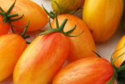 Predstavlja uzbudljivu novu seriju otvorenih oprašujućih sorti paradajza od 5 cm (20-25 grama), koje su najbolje za proizvodnju u staklenicima ili na otvorenom na toplim, sunčanim i zaštićenim mestima. Njihove prepoznatljive pruge i zapanjujuće bogate boje čine ih idealnim za letnje salate sa vrhunskim slatkim ukusom i otpornošću na pucanje. Artisan Blush Tiger je neodređeni paradajz od šljive za bebe poznat po izuzetno slatkom, sočnom, tropskom ukusu i teškom nizu voća tokom dužeg perioda. Plodovi su spremni za branje kada se preko zlatnožute kožice pojavi ružičasto rumenilo.

Setva:
Posadite oko 3 mm (1/8 in) duboko, u male saksije koristeći kompost za početak semena. Lagano zalivajte i održavajte stalno vlažnim dok ne dođe do klijanja. Seme paradajza obično klija u roku od 5-10 dana kada se drži na optimalnom temperaturnom opsegu od 21 do 27°C (70 do 80°F). Čim se pojave, postavite ih na mesto koje prima mnogo svetlosti i nižu temperaturu (60 do 70°F); prozor okrenut prema jugu bi trebao raditi.

presađivanje:
Kada biljke razviju svoje prve prave listove i pre nego što se vežu za koren, treba ih presaditi u veće saksije od 20 cm (4 inča). Mlade biljke su veoma nežne i podložne oštećenjima od mraza, kao i opekotinama od sunca. Zaštitite mlade biljke pomoću mreže za senku ili postavljanjem velikog plastičnog bokala za mleko, sa uklonjenim dnom, da biste formirali minijaturni staklenik. U zavisnosti od komponenti vašeg komposta, možda ćete morati da počnete sa đubrenjem. Ako vršite đubrenje, uradite to veoma, veoma štedljivo sa slabim razblaženjem.
Presadite na svoje konačne položaje kada budu visoki oko 15 cm (6 inča). Dve do tri nedelje pre toga, biljke treba očvrsnuti.