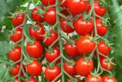 Ovaj dekoratini paradajz je plodna neodređena sorta koja daje odličan prinos ukusnih plodova veličine zalogaja. Sjajno crveni plodovi imaju tanku koru i izuzetan ukus. Visok nivo šećera je savršeno izbalansiran sa pravom količinom kiseline, da bi ovom paradajzu dao sladak, osvežavajući, pikantan ukus.
Pogodne za gajenje pod zaštitom i na otvorenom tokom letnjih meseci, mogu se dugo gajiti u stakleniku. Biljke su potpuno prekrivene plodovima veličine zalogaja, svaki plod teži 12 do 16 grama. Neodređen sa visinom od oko 200 cm (80 inča) i širinom od 50 cm (20 inča). Sazrevaju 80 dana od transplantacije.

Tajming:
Pošto ne mogu tolerisati nikakav stepen mraza, vreme za setvu i sadnju napolju je ključno za uspešan uzgoj paradajza. Kada se seme seje pod pokrovom ili u zatvorenom prostoru, pokušajte da seme seje tako da dostigne fazu za presađivanje napolju tri nedelje nakon poslednjeg mraza. Biljkama paradajza potrebno je otprilike sedam nedelja od setve do faze presađivanja. Na primer, ako je vaš poslednji mraz početkom maja, seme treba posaditi početkom aprila da bi se omogućilo presađivanje krajem maja.

pozicija:
Paradajzu je potreban pun položaj na suncu. Dve ili tri nedelje pre sadnje, prekopajte zemlju i unesite što je više moguće organske materije.
Najbolja zemlja koja se koristi za kontejnere je pola komposta za saksije i pola ilovače na bazi zemlje: ovo daje određenu težinu zemljištu.

Setva:
Posadite oko 3 mm (1/8 in) duboko, u male saksije koristeći kompost za početak semena. Lagano zalivajte i održavajte stalno vlažnim dok ne dođe do klijanja. Seme paradajza obično klija u roku od 5 do 10 dana kada se drži na optimalnom temperaturnom opsegu od 21 do 27°C (70 do 80°F). Čim se pojave, postavite ih na mesto koje prima mnogo svetlosti i nižu temperaturu (60 do 70°F); prozor okrenut prema jugu bi trebao raditi.

