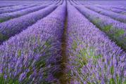 Lavanda je odlična biljka za nisku neformalnu ogradu i kao primerak zimzelenog za granice i formalne bašte. Biljke narastu do oko 45 do 60 cm (18 do 24 inča), a cvetanje obično počinje od sredine do kraja juna do početka jula. Cvetovi imaju bogat slatki miris i veoma su privlačni za pčele i druge korisne insekte.
Biljke tolerišu kiselo zemljište, ali favorizuju neutralna do alkalna tla. Otporne su na sušu i hladnoću i ostaju atraktivne i tokom zime. Za najbolji efekat posadite ga pored vrata i staza, gde se njegov divan miris može u potpunosti ceniti.

Setva: od kasne zime do kasnog proleća (od februara do aprila) ili sejati od kasnog leta do jeseni (od avgusta do oktobra)
Lavanda se može sejati u bilo koje doba godine, ali preferira da temperatura tla bude oko 13 do 18°C (55 do 65°F). Posejte seme na površinu dobro dreniranog komposta za seme u saksijama ili tacnama. Pokrijte seme laganim prskanjem komposta ili vermikulita. Čuvati na temperaturi između 15 do 20°C (59 do 68°F). Klijanje za 21 do 90 dana.
Kada su dovoljno velike za rukovanje, presadite sadnice u saksije od 7,5 cm (3 in). Aklimatizujte se na spoljašnje uslove 10 do 15 dana pre sadnje nakon svih rizika od mraza, na udaljenosti od 45 cm (18 in). Za najbolje rezultate obezbedite bilo koje obično, dobro drenirano zemljište na punom suncu.

Gajenje:
Lavande najbolje uspevaju na umereno plodnim, dobro dreniranim, alkalnim zemljištima na punom suncu. Jednom uspostavljene, uspevaju na siromašnim, suvim, kamenitim zemljištima, ali ne tolerišu zalivanje vode. U slabo dreniranim zemljištima sadite na humku ili, u slučaju žive ograde, na grebenu koji će čuvati bazu biljaka od zasićenog zemljišta. Na težim zemljištima razmislite o dodavanju velikih količina šljunka da biste poboljšali drenažu. Raste na blago kiselim zemljištima.