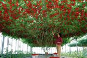 Gigant drvo paradajz raste izuzetno brzo, i može da proizvede plodove u roku od 3 meseca.
Sejanje i održavanje kao i svaki drugi paradajz, ukoliko mislite da bude kao na slikama, onda ga morate presaditi u veće bure, koje ćete na jesen uneti negde da prezimi.


