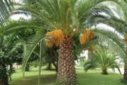 Ova hladno otporna palma urme. Ove palme su jednostavne milosti i lepote. Stabla urmenih palmi imaju dijamantski rez zbog estetike i teksture, ali se mogu prodati i bez sečenja.
Utvrđene palme se smatraju najotpornijim na hladnoću od svih vrsta urminih palmi.

Setva:
Za sejanje semena palme preporučljivo je koristiti hranljiviju zemlju. Seme će isklijati u bilo kakvoj zemlji sve dok ima dovoljno vlage, ali ukoliko joj obezbediti malo hranljiviju zemlju vaša mala biljka će brže i bolje rasti. Mešavina bi trebala da sadži običnu baštensku zemlju u najvećoj količine, malo humusa, peska, sitnijeg šljunka, perlita. Možete koristiti i kupovnu zemlju ali birajte neku kvalitetniju. Dodavanjem šljunka i perlita povećavate propusnu moć pa to sprečava truljenje korena. Kokosov treset možete koristiti dok seme ne isklija ali ono nema hranljivih materija pa je ubrzo nakon nicanja potrebno klijanike presaditi.
Pre setve potrebno je sterilisti supstrat. Možete koristiti kupovne fungicide, ali je ipak najjeftiniji način jednostavno zapeći supstrat u rerni oko 45 minuta (na temperaturi od bar 180° C) ili u mikrotalasnoj pećnici na najvećoj jačini oko 3 minuta. Nakon sterilisanja ohladiti supstrat i obilno zaliti.
Obezbedite im nešto dublje posude kako ih ne biste morali presađivati brzo po klijanju jer im je u tom periodu koren tanak i osetljiv.
Postoji više načina za sejanje semena palmi. Možete seme dugo držati u vodi sve dok ne počne da klija. Drugi način je da u kesu sa zip zatvaračem ubacite parče mokre vate i seme, ostavite na toplom i čekate da pusti klicu. I treći način je da nakon držanja u vodi bar 24h stavite seme u vlažnu zemlju. Poslednji način je najsporiji.
Seme sejate na dubini od oko 1-2 cm. Ukoliko je već pustilo klicu onda vodite računa da klica ide ka dole.
Vlažnost semena koje još nije isklijalo a nalazi se u zemlji, možete održavati poklapanjem posude staklom, kesom, folijom i slično.
Temperatura na 