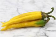 30.000 do 50.000 SHU

Long Slim yellow Cayenne je jedna od najpoznatijih ljutih čili papričica, to je dobar dugi ljuti čili koji uvek dobro deluje i lepo se suši.
Daju obilje veoma naboranih plodova dužine 12 do 15 cm (5 do 6 inča), plodovi imaju tanko meso i koriste se sveže u ljutim sosovima ili sušene i mlevene za kajenski biber. Na nivou toplote od oko 30.000 do 50.000 SHU, one su jedna od najboljih paprika za začinjanje kiselih krastavaca i salse. Dobar za duboko zamrzavanje i savršen za dodavanje u Bloodi Mari ili votku.

Long Slim Red Caienne je veoma produktivna biljka, uspravno raste i dostiže oko 60 cm visine. Biljke su prekrivene dugim, tankim paprikama koje sazrevaju od smaragdno zelene do grimizno crvene za otprilike 70 dana.
Ove veoma atraktivne biljke takođe predstavljaju pravi spektakl kada se uzgajaju kao zimska ili vrtna biljka.

Skladištenje semena:
Čuvajte seme van domašaja dece, zatvoreno u ambalaži na hladnom, suvom, tamnom mestu ili u frižideru. Nikada ih ne čuvajte u zamrzivaču jer će ih nagli pad temperature verovatno ubiti. Ne ostavljajte seme na direktnoj sunčevoj svetlosti jer toplota koja se stvara može da ih ubije.

Setva: Sejati od sredine februara do sredine juna
Temperatura, vlaga i cirkulacija vazduha igraju ulogu u uzgoju biljaka iz semena. Premalo toplote, previše vlage i nedostatak cirkulacije vazduha će uzrokovati loše rezultate. Nemojte koristiti tresetne saksije, čepove ili zemlju za saksije jer zemlja postaje suviše suva ili previše vlažna, što može dovesti do niske klijavosti, bolesti i gljivica.
Napunite male ćelije ili posude dobrim sterilnim kompostom za seme i posejte seme na površinu. „Samo pokrijte“ finim prskanjem (3 mm) zemlje ili vermikulita.
Održavajte kompost vlažnim - ne dozvolite da se vrh komposta osuši (čest uzrok neuspešnog klijanja) Ako želite, poprskajte površinu razblaženim fungicidom na bazi bakra.
Pokrijte lonac ili poslužavnik plastičnom f