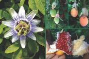 Passiflora caerulea je takođe poznata kao plava kruna pasiflore ili izdržljiva pasiflora. To je izuzetno brzo rastuća i lepa biljka. P. caerulea iskri sa 10 cm cvetovima sa belim laticama i plavim filamentima. Popularan je među baštovanima zbog svog zamršenog, mirisnog cveća koje ima gotovo nadrealni izgled.

To je jedno od najotpornijih cveća strasti, koje ponovo umire u hladnijim klimama, ali je otporno na -12°C. Ponovo će izrasti iz dubokog korena čak i nakon ozbiljnih smrzavanja. Oni su zimzeleni u tropskoj klimi, ali listopadni tamo gde su zime hladne i mogu se uzgajati na otvorenom u većini plodnih, vlažnih ali dobro dreniranih zemljišta ili u zatvorenom prostoru kao kontejnerska biljka. Obezbedite podršku za stabljike za penjanje i zaklon od hladnih vetrova koji suše.
Divna višegodišnja penjačica koja uspeva na punom suncu na većini zemljišta.

Setva: Sejati u kasnu zimu/kasno proleće i kasno leto/jesen.
Pre setve, potopite seme 24 sata. Namakanje je korisno na dva načina; može omekšati tvrdi omotač semena i takođe izbaciti sve hemijske inhibitore iz semena koji mogu sprečiti klijanje. Obično je dovoljno 24 sata u vodi koja počinje vrućom. Ako se namaka duže, vodu treba menjati svakodnevno. Seme nekih vrsta nabubri kada se natopi. Pošto svako seme nabubri, treba ga ukloniti i posejati pre nego što ima vremena da se osuši. a ostatak se nežno izbode iglom i vrati da se namače. Posejte seme u tresetni kompost, „samo pokrijte“ sa ¼ inča zemlje jer je semenu potrebna svetlost da proklija.

Klijanje Pasiflore može da se desi za nekoliko nedelja ili nekoliko meseci. Ako je vaša kuća na niskoj strani od 20°C, vaše seme će imati koristi od donje toplote pomoću električnog kabla za zagrevanje tla ili grejne prostirke. To će stimulisati rani rast, pomoći će semenu da klija i prepoloviti vreme klijanja. Pokrijte vrh lonca prozirnom plastikom kako bi vlažnost ostala visoka.