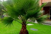 Washingtonia filifera je jedna od najčešće sađenih palmi u suptropskim područjima. 
Može da podnosi temperaturu do -12°C. 
Ova palma naraste do visine od 18-20 m. 
Otporna je na sušu, ali brže raste uz redovno navodnjavanje. 
Voli izravno sunce. 
Koren joj nije toliko osetljiv, tako da se lako presađuje. 
Ova palma je inače jedna od najrasprostranjenijih palmi na jadranskoj obali. 

Za sejanje semena palme preporučljivo je koristiti hranljiviju zemlju. Seme će isklijati u bilo kakvoj zemlji sve dok ima dovoljno vlage, ali ukoliko joj obezbediti malo hranljiviju zemlju vaša mala biljka će brže i bolje rasti. Mešavina bi trebala da sadži običnu baštensku zemlju u najvećoj količine, malo humusa, peska, sitnijeg šljunka, perlita. Možete koristiti i kupovnu zemlju ali birajte neku kvalitetniju. Dodavanjem šljunka i perlita povećavate propusnu moć pa to sprečava truljenje korena. Kokosov treset možete koristiti dok seme ne isklija ali ono nema hranljivih materija pa je ubrzo nakon nicanja potrebno klijanike presaditi.
Pre setve potrebno je sterilisti supstrat. Možete koristiti kupovne fungicide, ali je ipak najjeftiniji način jednostavno zapeći supstrat u rerni oko 45 minuta (na temperaturi od bar 180° C) ili u mikrotalasnoj pećnici na najvećoj jačini oko 3 minuta. Nakon sterilisanja ohladiti supstrat i obilno zaliti.
Obezbedite im nešto dublje posude kako ih ne biste morali presađivati brzo po klijanju jer im je u tom periodu koren tanak i osetljiv.
Postoji više načina za sejanje semena palmi. Možete seme dugo držati u vodi sve dok ne počne da klija. Drugi način je da u kesu sa zip zatvaračem ubacite parče mokre vate i seme, ostavite na toplom i čekate da pusti klicu. I treći način je da nakon držanja u vodi bar 24h stavite seme u vlažnu zemlju. Poslednji način je najsporiji.
Seme sejate na dubini od oko 1-2 cm. Ukoliko je već pustilo klicu onda vodite računa da klica ide ka dole.
Vlažnost semena koje jo