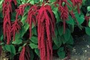 Amaranthus caudatus je viseći ili viseći amarant, tamnocrvena sorta poznata i kao Love-Lies-Bleeding.
Dobro uzgojene biljke su spektakularne grmolike poluotporne jednogodišnje biljke sa velikim, gotovo tropskim listovima, preko kojih se poznate rese spuštaju ka zemlji. Svaka od ovih fascinantnih grimiznih ili ljubičastih resica je kolonija čvrsto zbijenih, sićušnih cvetova i traje mnogo nedelja na biljci.

Dobro zalivanje biljaka po suvom vremenu, redovno hranjenje i podupiranje jako opterećenih stabljika ako je potrebno, sve to pomaže da se dobiju najduže rese. Uz zanemarivanje, cvetaće kada je visoka samo nekoliko inča, ali uz velikodušan tretman, mogu se dobiti primerci tri ili četiri stope ili više sa ogromnim visećim resama crvenog cveća.
Ova uvek popularna jednogodišnja biljka je možda raznovrsnija nego što možete zamisliti – dobra u ivici, najefikasnija kao rezano cveće u aranžmanima, dobra saksija i, što se ne ceni često – ako se pažljivo osuši, boja klasova ostaje nepromenjena za znatno vreme.


Setva: Sejati u kasno proleće ili rano leto.

Seme amarantusa može se posejati rano u zatvorenom prostoru ili direktno tamo gde treba da cveta. Podložne su mrazu, tako da obavezno sejte tek kada prođe poslednja šansa za mraz i kada se zemlja malo zagreje.
Amarantus preferira visok nivo osvetljenja nakon klijanja i preferira sunčanu situaciju. Oni će tolerisati malo hladovine, ali bi trebalo da budu na suncu pola dana ili više.

Setva u zatvorenom prostoru:

Seme se može pokrenuti u zatvorenom prostoru na temperaturi od oko 21°C (70°F) 6 do 8 nedelja pre nego što bude bezbedno za sadnju napolju. Posejati u saksije ili tacne napunjene fino prosijanim kompostom. Lagano pokrijte seme zemljom i uverite se da sadnice imaju dovoljno svetlosti i zaštite od hladnoće. Klijanje je obično oko 10 do 14 dana.