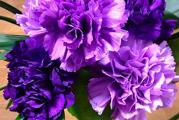 Carnation Violet. Veoma popularna tradicionalna vikendica, poluizdržljiva jednogodišnja bašta koja poseduje šarm i privlačnost koja nastavlja da pleni ljude širom sveta. Ova čvrsta sorta proizvodi obilje zadivljujućih duplih tamnoljubičastih cvetova na snažnim stabljikama od 20′.
Dianthus cariophillus, Grenadin Karanfili su generacijama omiljeni baštovanima. Oni daju grmolike zimzelene biljke koje se razgranavaju na bazi do oko 60 cm (24 in) visoke i 30 cm (12 in) široke. Linearno, plavo-zeleno, sivkasto lišće je dobra folija za većinu biljaka. Sve u svemu, čine izuzetno šarmantnu graničarsku biljku.

Otporan, čvrst i veoma lak za uzgoj, Dianthus se može uzgajati u bilo kojoj bašti sa sunčanim izgledom i bogatom, dobro dreniranom zemljom. Zalivajte ih tokom sušnih perioda, jednom ili dva puta nedeljno. Dodajte đubrivo opšte namene jednom ili dva puta mesečno, ali ne više od toga ili ćete dobiti previše lišća. Imaju malo problema sa insektima i bolestima. Deadhead je potrošio cveće da produži vreme cvetanja.
Latice Dianthusa su jestive. Nisu baš zasitni, ali će se pokazati kao najmagičniji sastojak, pretvarajući zelenu salatu u cvetnu medovinu, a kuglicu sladoleda u vilinski zamak.

Setva: Sejati od februara do juna ili od septembra do oktobra.
Posejte seme na površinu dobrog, vlažnog semena ili višenamenskog komposta. Ne pokrivajte seme jer svetlost pomaže klijanju, već ga čvrsto pritisnite u kompost.

Stavite kontejner u propagator ili zatvorite u polietilensku vreću i stavite na 16 do 20°C (60 do 68°F). Klijanje obično traje 14 do 30 dana. Čuvati u hladnijim uslovima nakon klijanja. Presadite u saksije od 9 cm (3 in) na kojima ćete rasti i presaditi na otvorenom kada se biljka uspostavi. Septembarske setve prezimite u hladnom okviru i posadite sledećeg proleća.