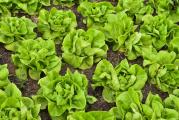 Zelena salata je jedan od osnovnih sastojaka hrskave, sveže letnje salate. Dakle, šta bi moglo biti bolje od uzgoja sopstvene zelene salate koju ćete dodati svojim ukusnim salatama. Mai King proizvodi velike bledozelene glave.

Setva:
Sejte u zatvorenom prostoru pod zaštitom: od februara do marta (sadite u aprilu) ili sejte direktno na otvorenom: od marta do avgusta
Zelena salata klija na iznenađujuće niskim temperaturama. Savršena temperatura za klijanje je 4 do 16°C (40-60°F), stopa pada iznad 20°C (68°F). Savršena temperatura za rast je 16-18°C (60-65°F)
Posejati na dubinu semena od 6 do 12 mm (¼-½ in) Seme će klijati za 7 do 14 dana.

Sejte seme u kratke redove na udaljenosti od oko 30 cm (12 inča). Da biste to uradili, napravite plitak rov sa štapom dubine oko 1,5 cm (½ in). Razmaknite redove 20 cm (8 in).
Ako sejete direktno u zemlju, (ako nemate problema sa puževima!), zalijte sejalicu pre setve da se zemljište ohladi. Idealan je osenčeni deo bašte. Ako su ptice problem u vašoj bašti, raširite mrežu kako biste sprečili da pojedu seme.
Stavite malu količinu semena u ruku, uzmite prstohvat i tanko rasporedite duž rova. Pokrijte zemljom, etiketom i vodom. Kada sadnice budu visoke oko 2 cm (1 in), proredite ih da biste im dali prostor za rast, 15-20 cm (6-8 inča). Ponovo posadite ili pojedite sadnice. Napravite uzastopne setve u intervalima od 14 dana.

Gajenje:
U leto, malč od pokošene trave, slanog sena, čiste slame ili sličnog će zadržati korov, a rastuće zemljište vlažnim i hladnim. Biljkama je potrebna skoro konstantna vlažna zemlja, a zalivanje je neophodno ako padavina ima malo. Ovo je posebno važno kada je salata udaljena jednu ili dve nedelje od berbe, jer će sada suvo zemljište prouzrokovati da biljke ulože energiju u proizvodnju cveća.
Ključ za nežnu i ukusnu salatu je brz rast, međutim salata ima relativno plitak i kompaktan korenov sistem koji ne apsorbuje hranljive materije i vlag