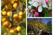 Ukrasna jabuka "Golden Hornet" (Malus "Golden Hornet") - sadnice

Manje drvo koje je na proleće puno belih cvetova, tokom jeseni obasuto mnoštvom zlatno žutih plodova.
Raste do 3-4m visine. Širina krošnje je 2-3m.

Pogodan je za manje vrtove. Plodovi su jestive. 