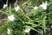 Visina: 70cm
Cvetovi: bele boje, cvetaju  od juna do septembra
Sadnja: na sunčano ili polusenovito mesto

