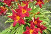 Visina: 80cm
Cvetovi: crvene boje, sa žućkastom sredinom, cvetaju od juna do avgusta
Sadnja:na sunčano ili polusenovito mesto
