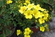 Krajnja visina:0.5-1m
cvetovi: žuti, cveta od proleća do jeseni
sadnja: na sunčano ili polusenovito mesto