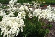 Visina: do 30-40cm
Cvetovi: bele boje, cvetaju od sredine, do kraja leta
Sadnja: na sunčano mesto
