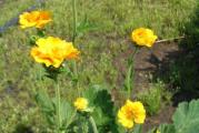 Visina: 40-60 cm
Cvetovi: žute boje, cvetaju u maju i junu
Sadnja: na sunčano ili polusenovito mesto
