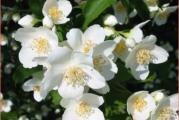 Botanički naziv: Philadelphus coronarius     

Isporučuje se kao: 1 sadnica

Opis: U narodu je poznat kao jasmin.  U proleće se okiti mnoštvom belih, mirisnih cvetova. Dobro podnosi orezivanje.

Stanište: sunčano ili polusenovito

Visina u punoj vegetaciji: 3-4 metara

Vreme cvetanja: leti 

Životni vek: višegodišnja biljka