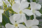 Beli oleander krupnih cvetova. Sadnica visine 50-60cm